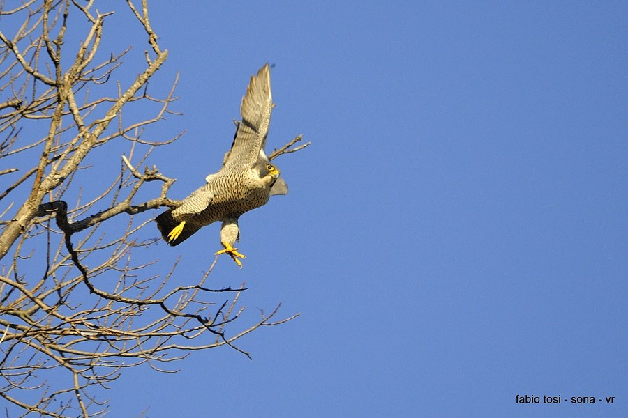 Pellegrin che per l''aere vai, di che sesso tu sarai?